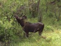 Bullwinkle